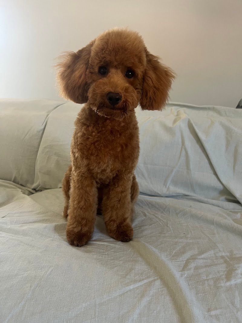 Mi Fido di Te - Foto 3