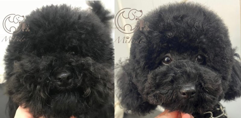 Mi Fido Toelettatura per cani di Ilaria Gagliardi - Foto 1