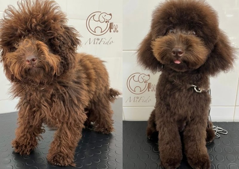 Mi Fido Toelettatura per cani di Ilaria Gagliardi - Foto 2