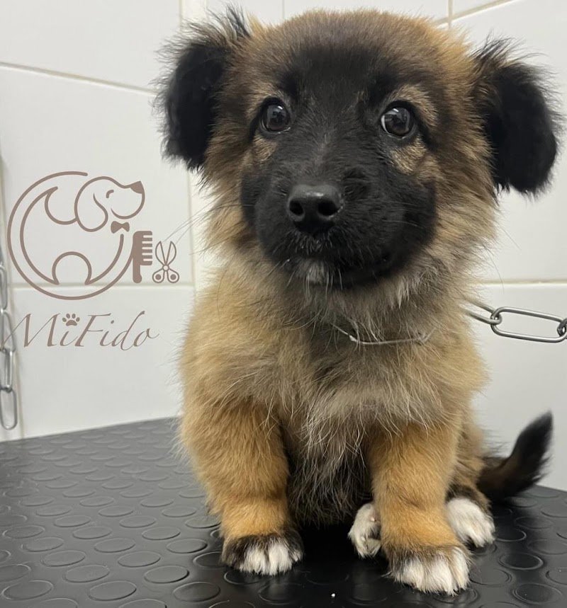 Mi Fido Toelettatura per cani di Ilaria Gagliardi - Foto 3