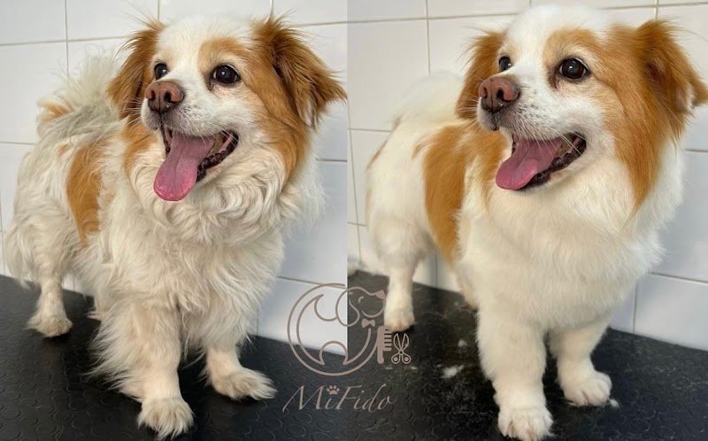 Mi Fido Toelettatura per cani di Ilaria Gagliardi - Foto 4