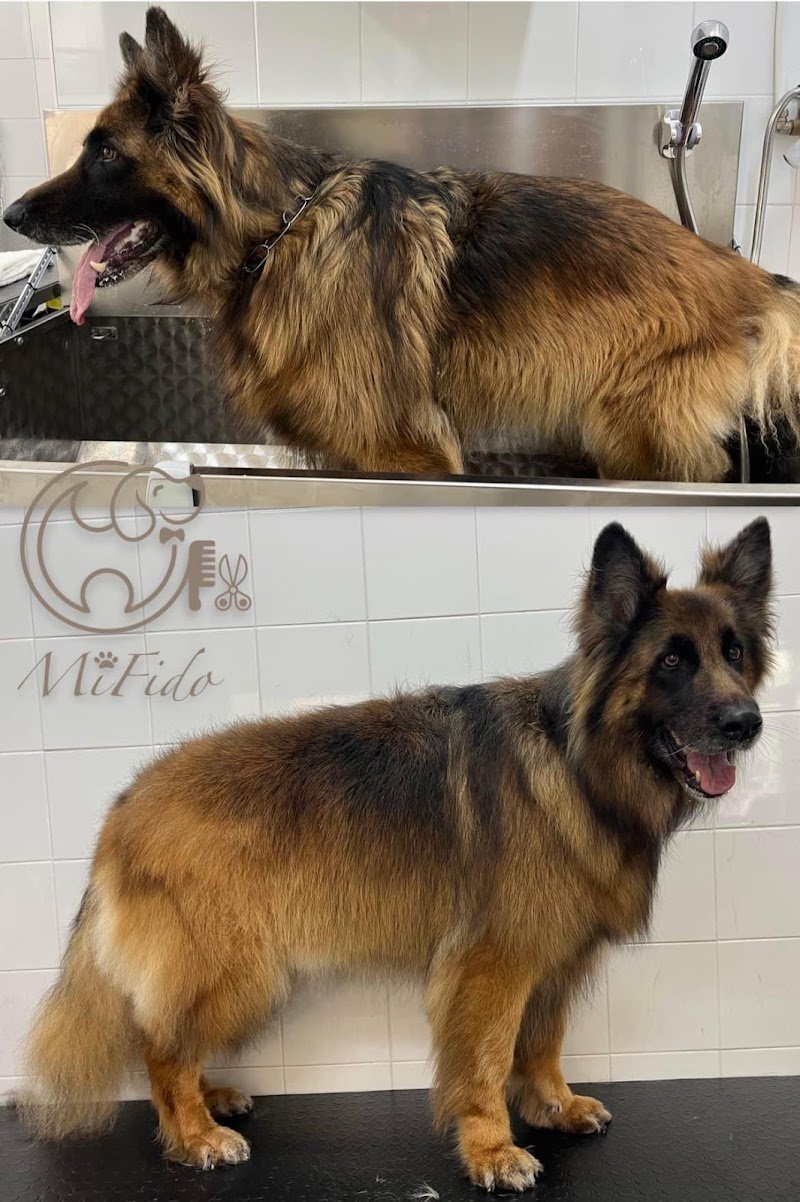 Mi Fido Toelettatura per cani di Ilaria Gagliardi - Foto 5