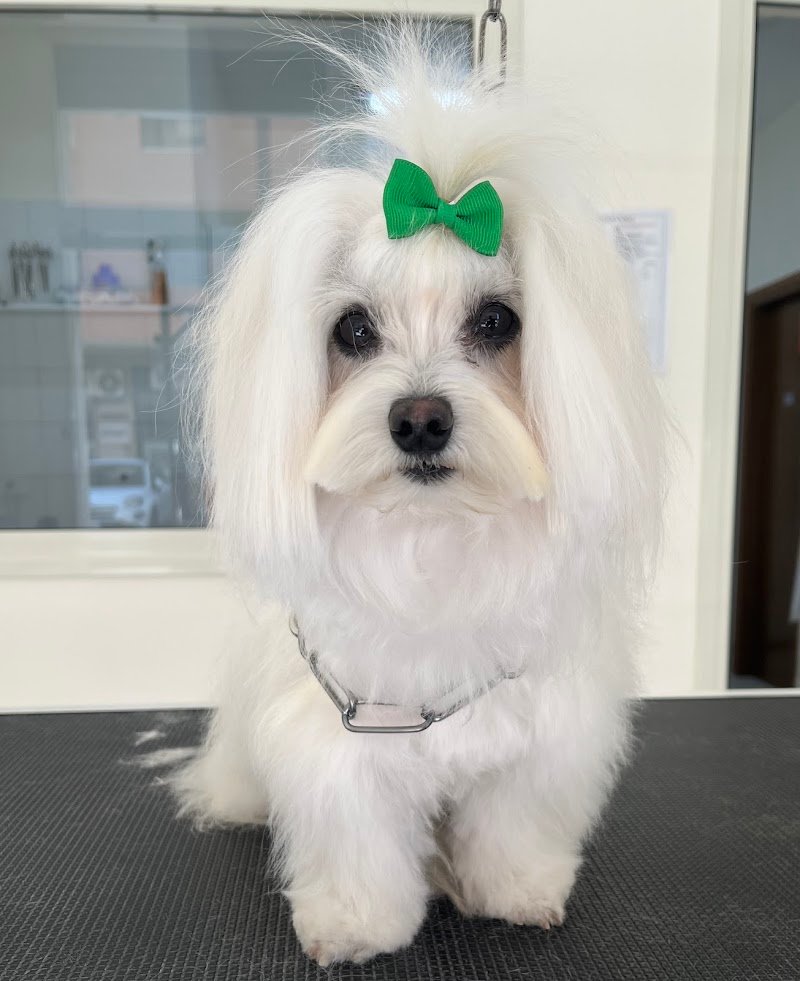 Mi Fido Toelettatura per cani di Ilaria Gagliardi - Foto 6