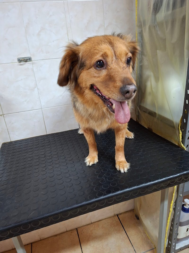 Miamidog di Stabellini Natascia - Foto 2