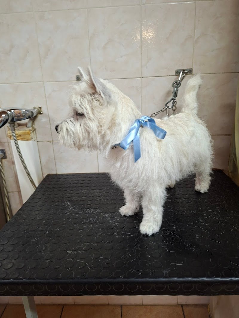 Miamidog di Stabellini Natascia - Foto 3