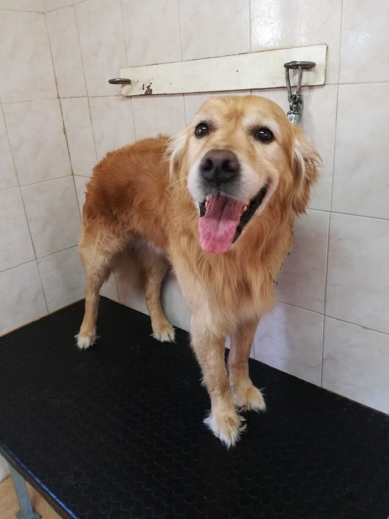 Miamidog di Stabellini Natascia - Foto 4