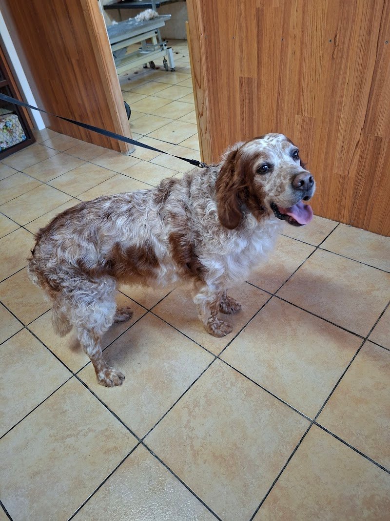 Miamidog di Stabellini Natascia - Foto 5