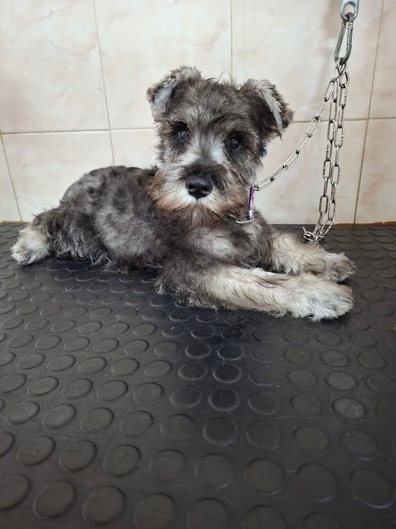 Miamidog di Stabellini Natascia - Foto 6