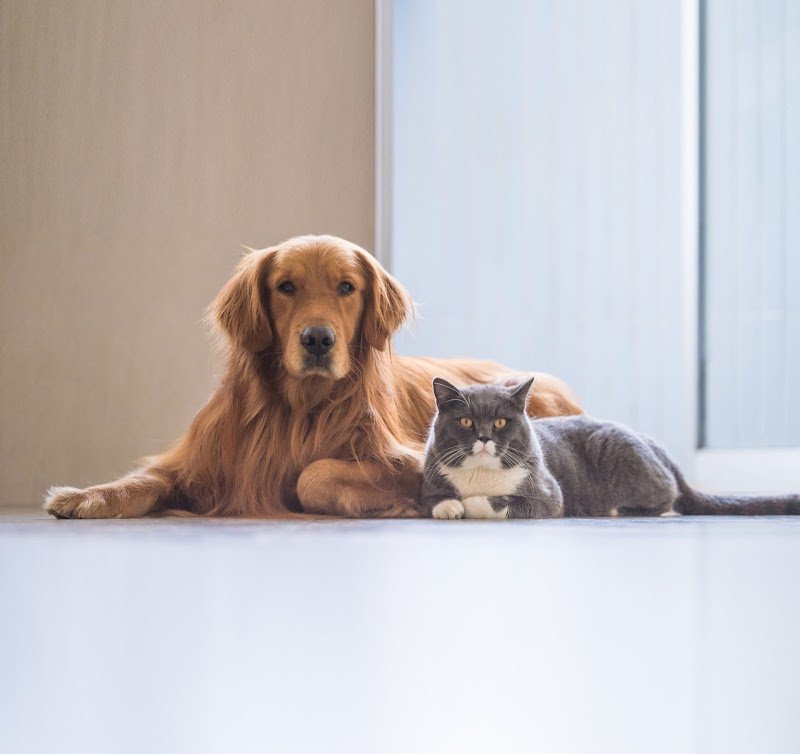 Miao & Bau Oasis - Foto 1