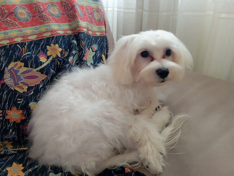 Miao & Bau Oasis - Foto 4