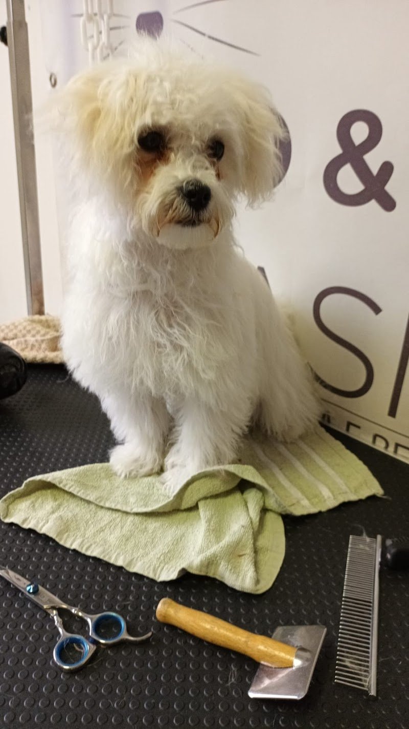 Miao & Bau Oasis - Foto 5