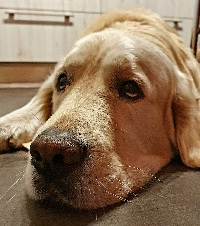 Miao & Bau Oasis - Foto 6