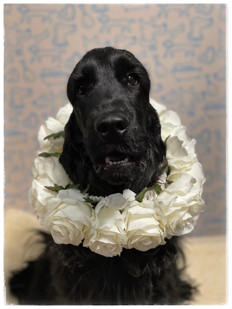 miaobaupetshop - Foto 3