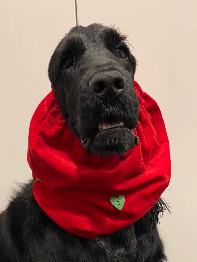 miaobaupetshop - Foto 6