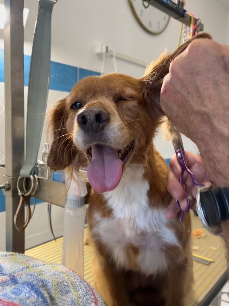 Michele Toilette per Animali - Foto 1