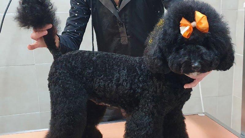 Mille bolle bau - Foto 1