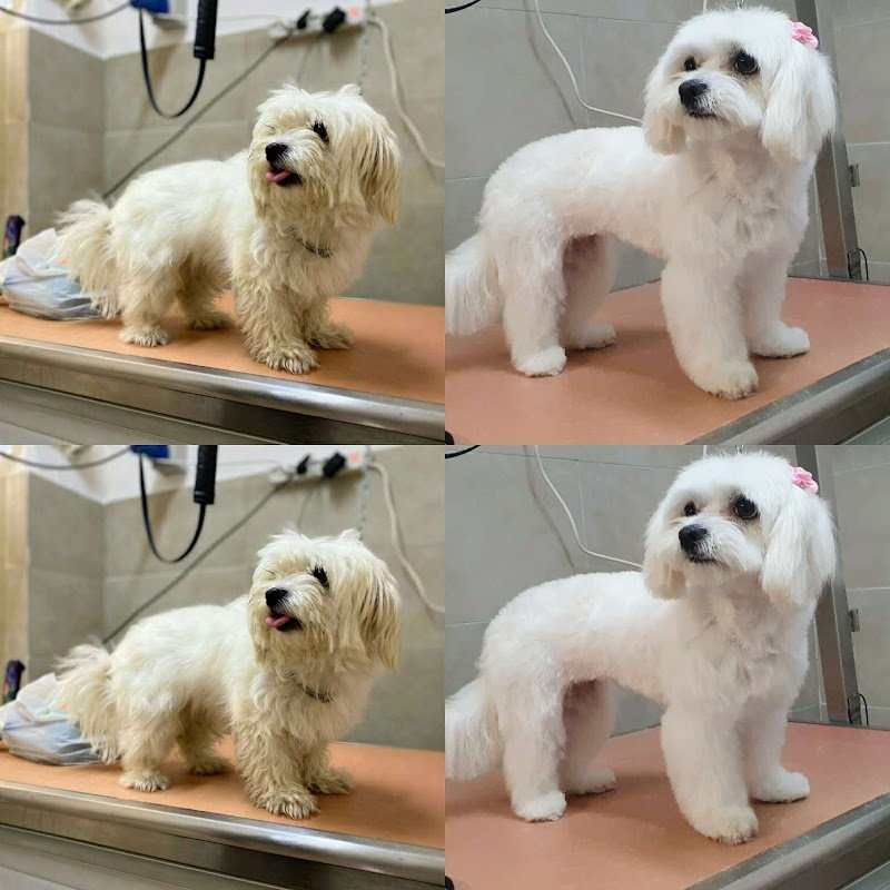 Mille bolle bau - Foto 2