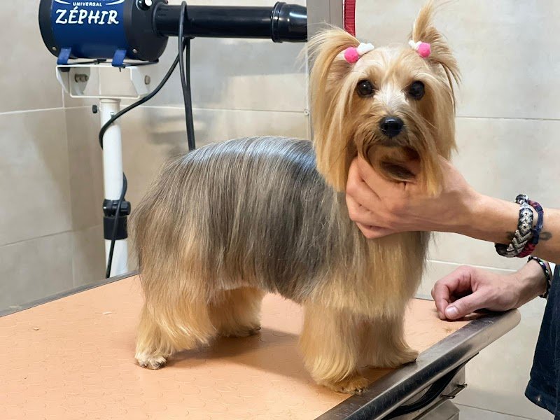 Mille bolle bau - Foto 3