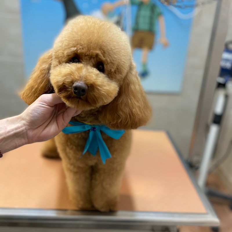 Mille bolle bau - Foto 4