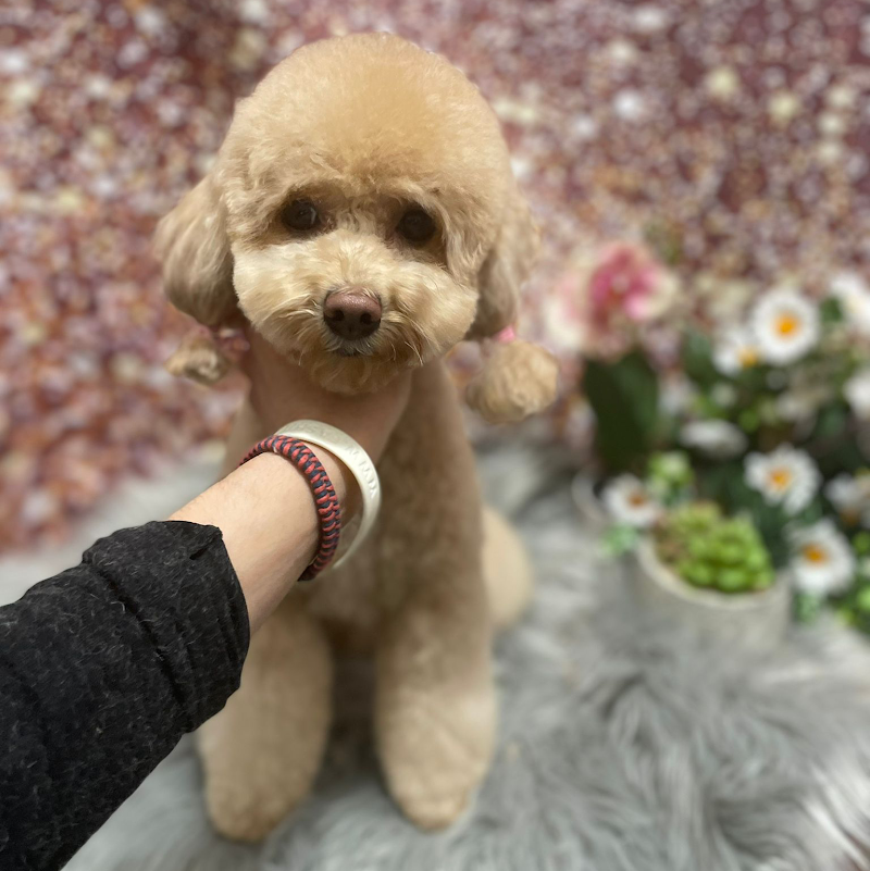 Mille bolle bau - Foto 5