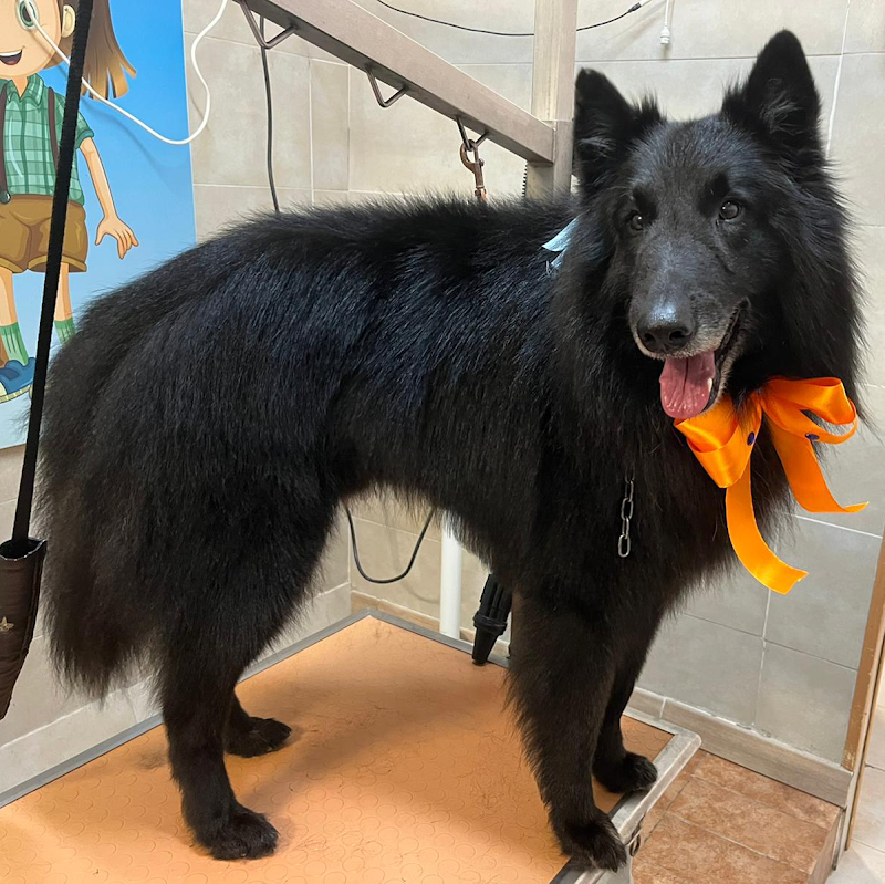 Mille bolle bau - Foto 6