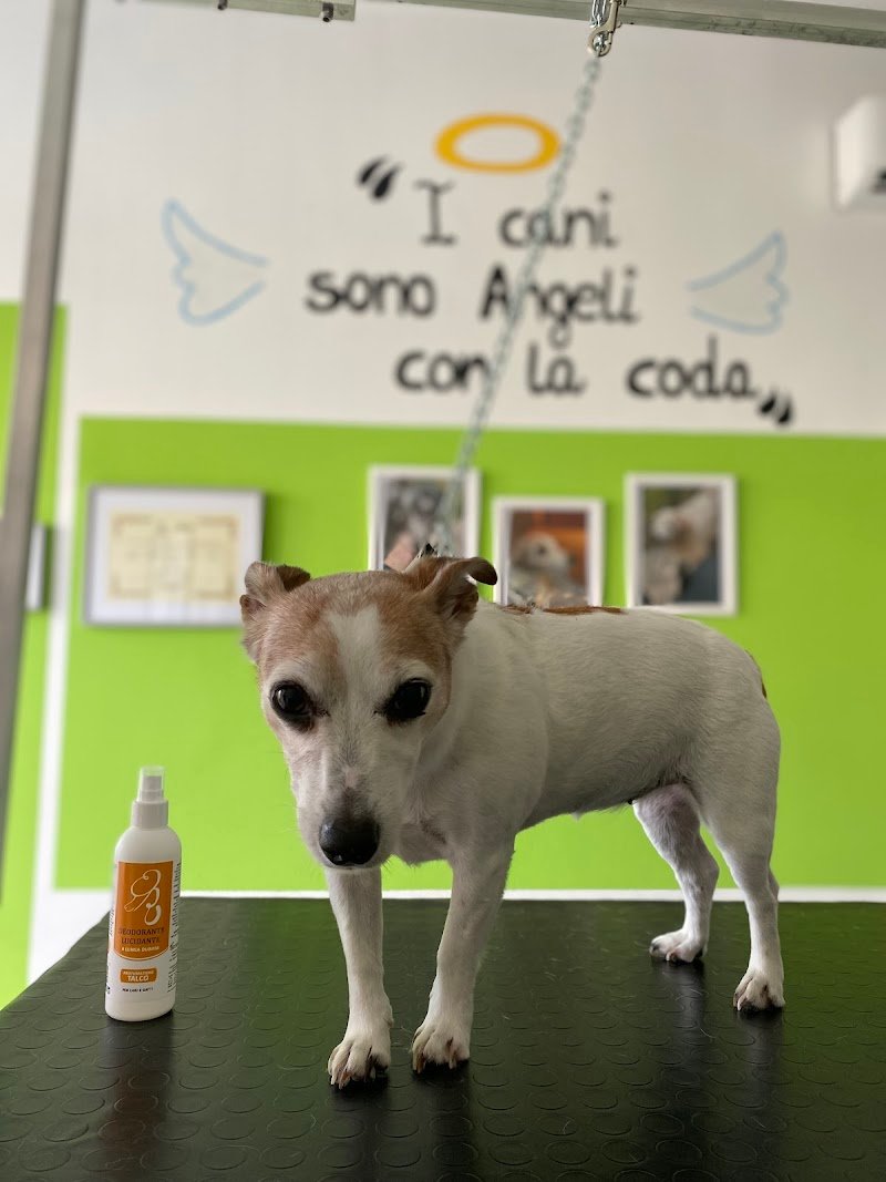 Mille Bolle Bau - Foto 1