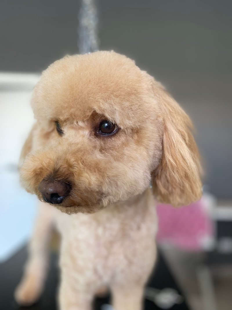 Mille Bolle Bau - Foto 2