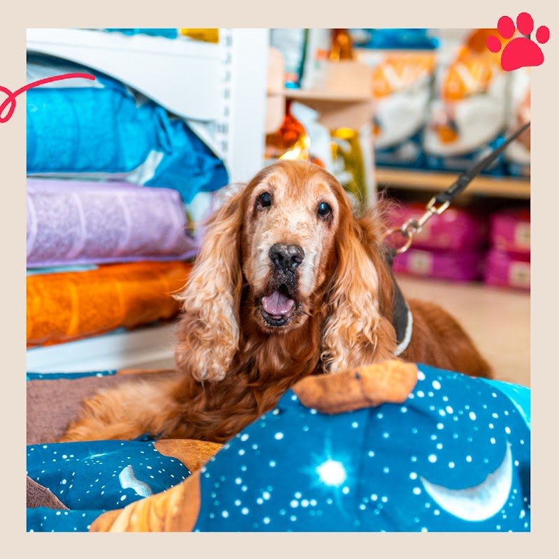 Mille Bolle di Gino Quarta - Negozio per Animali - Foto 5