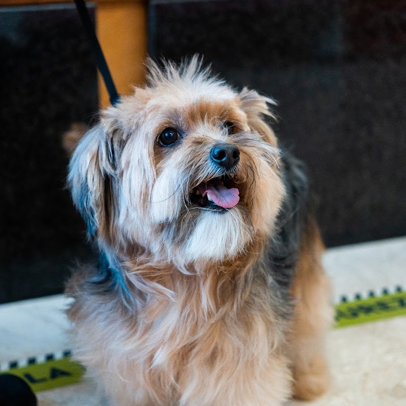 Mille Bolle di Gino Quarta - Negozio per Animali - Foto 6