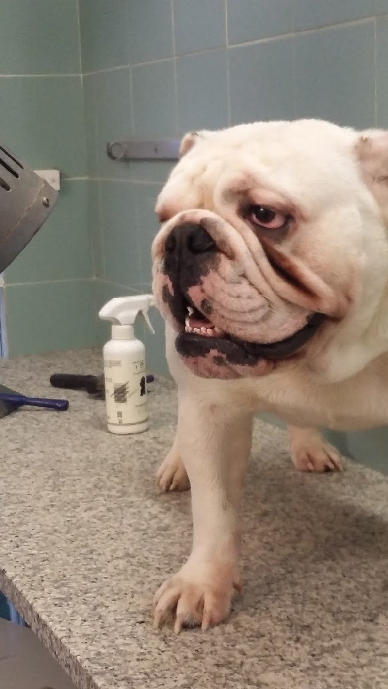 Mille Impronte - Foto 4