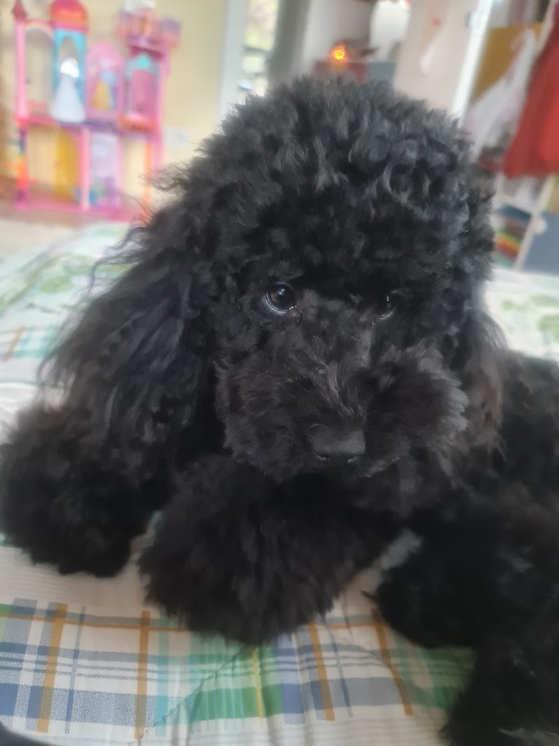 Mille Impronte - Foto 6