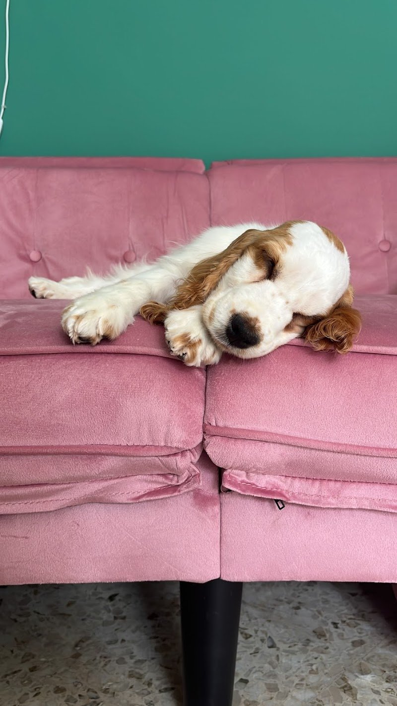 Mille Zampe toelettatura - Foto 6