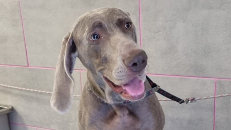 MilleBolleBau - Foto 1