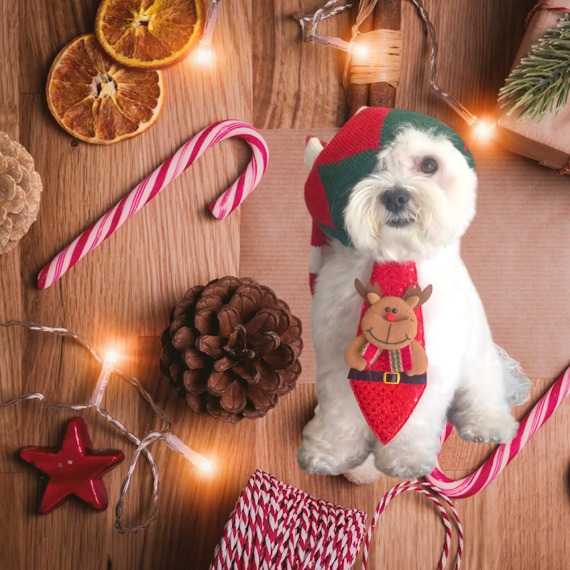 MilleBolleBau - Foto 3