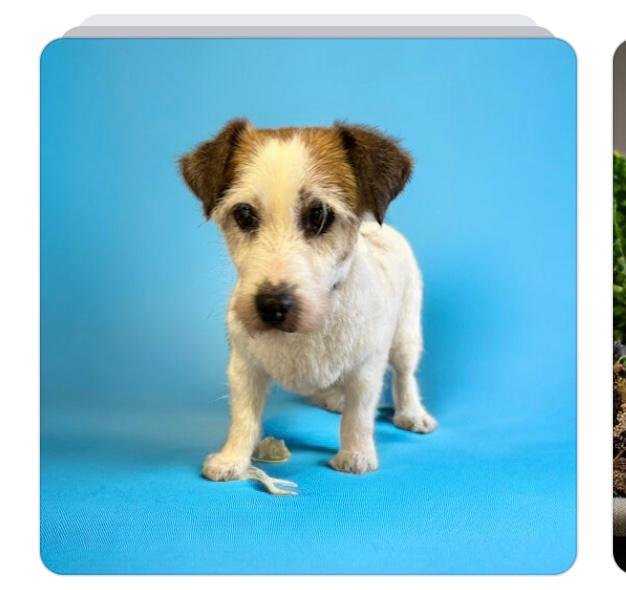 MilleBolleBau - Foto 4