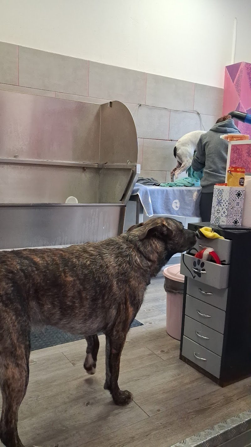 MilleBolleBau - Foto 5