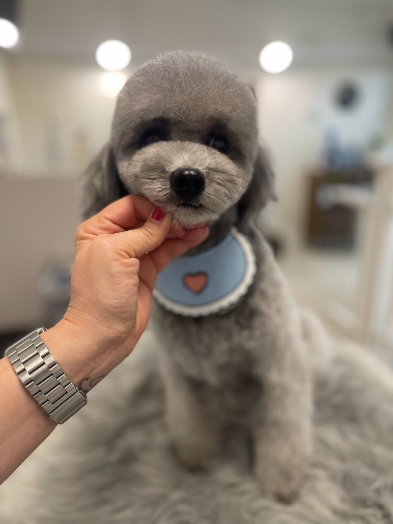 Mio Fido Susegana toelettatura professionale - Foto 1