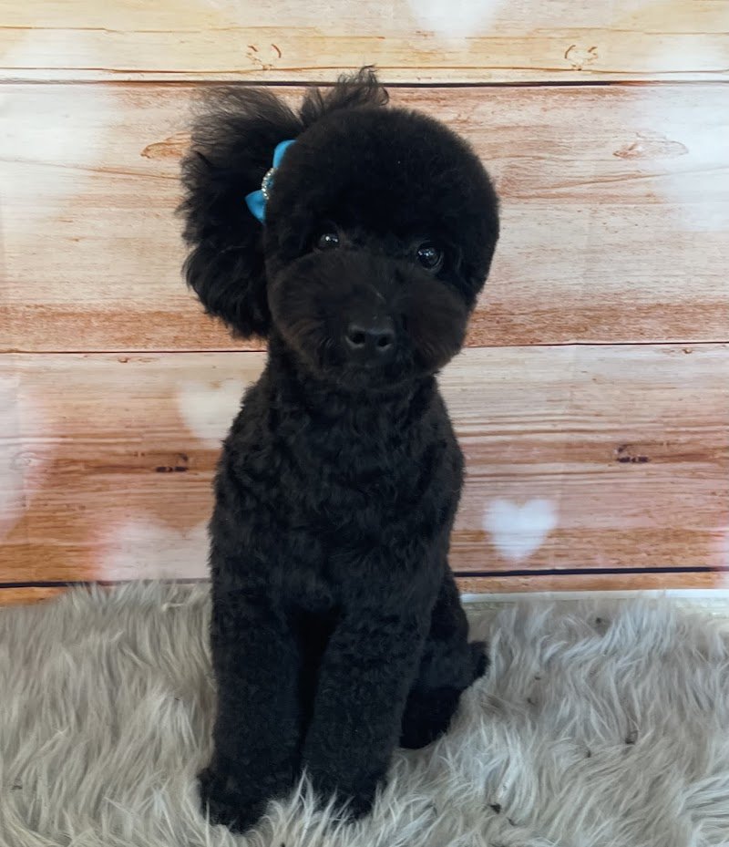 Mio Fido Susegana toelettatura professionale - Foto 3