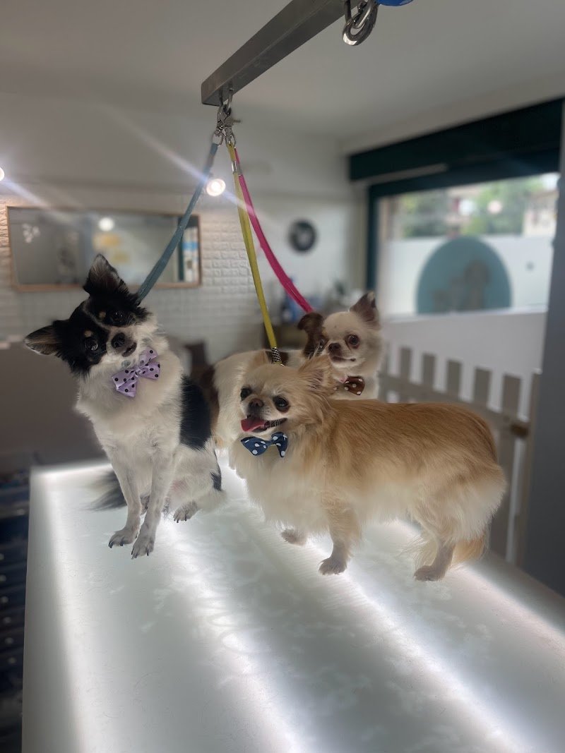 Mio Fido Susegana toelettatura professionale - Foto 4