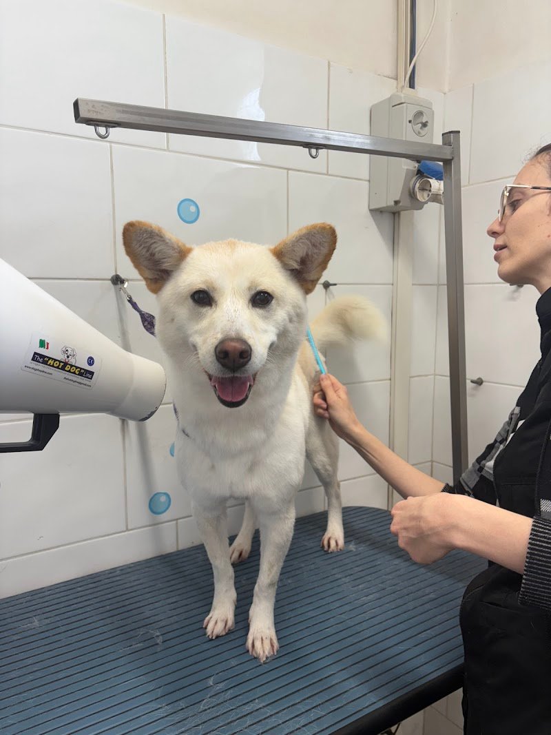 Mio Fido Susegana toelettatura professionale - Foto 5