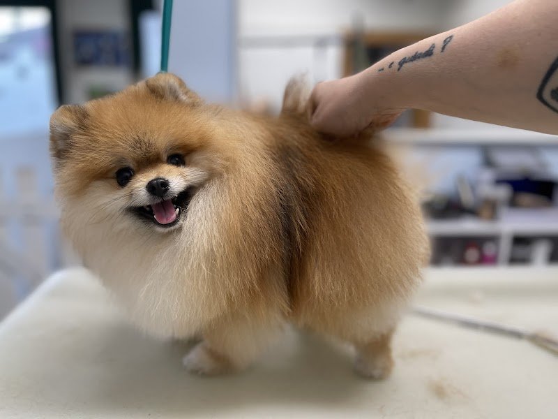 Mio Fido Susegana toelettatura professionale - Foto 6