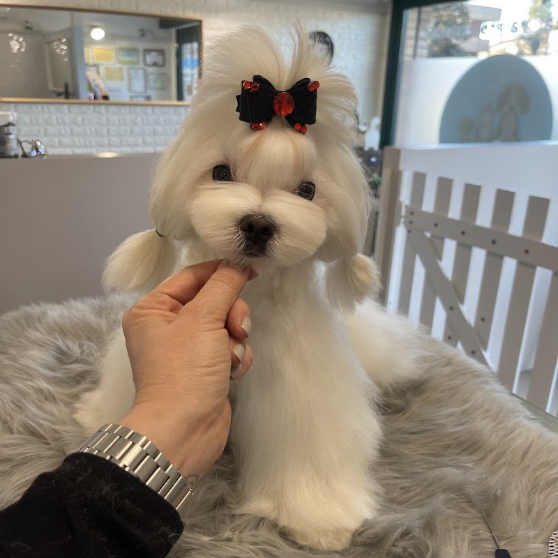 Mio Fido Treviso toelettatura & spa - Foto 1