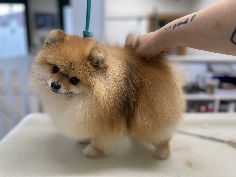 Mio Fido Treviso toelettatura & spa - Foto 4