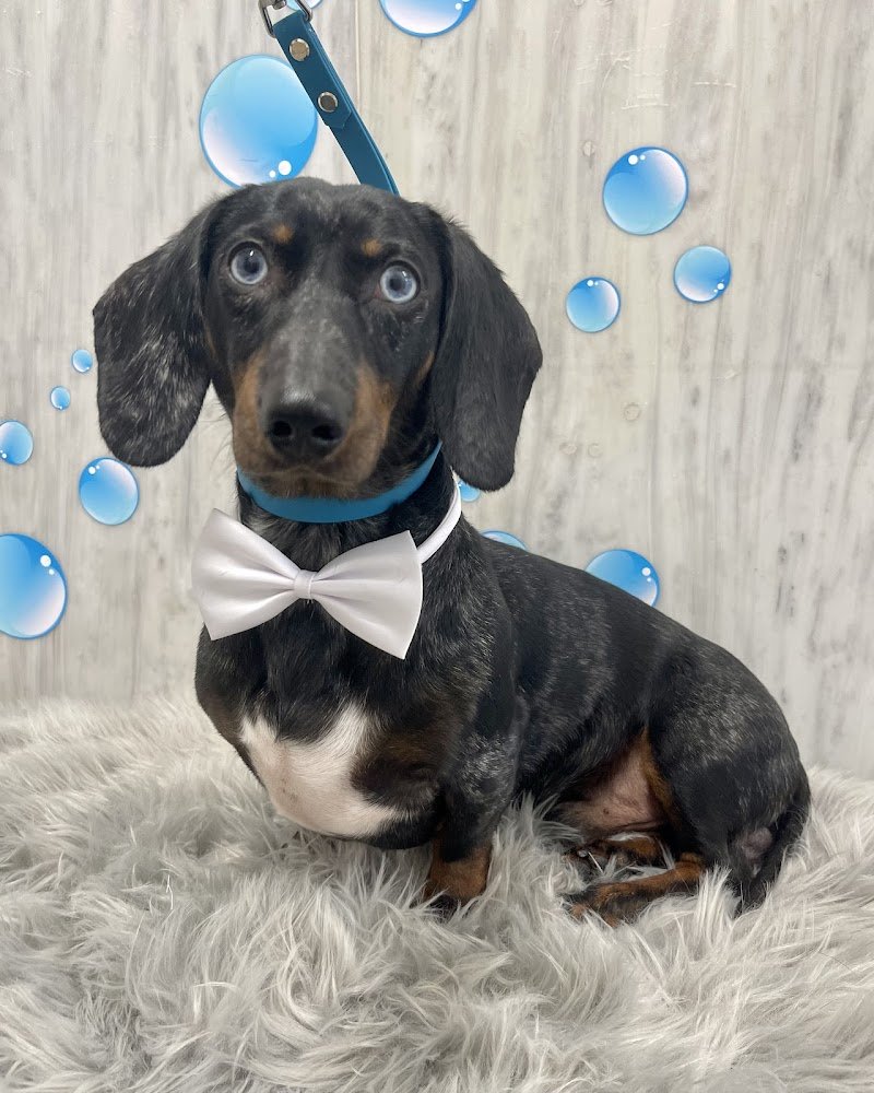 Mio Fido Treviso toelettatura & spa - Foto 5