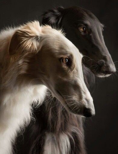 MIS Toelettatura e SPA - Foto 1