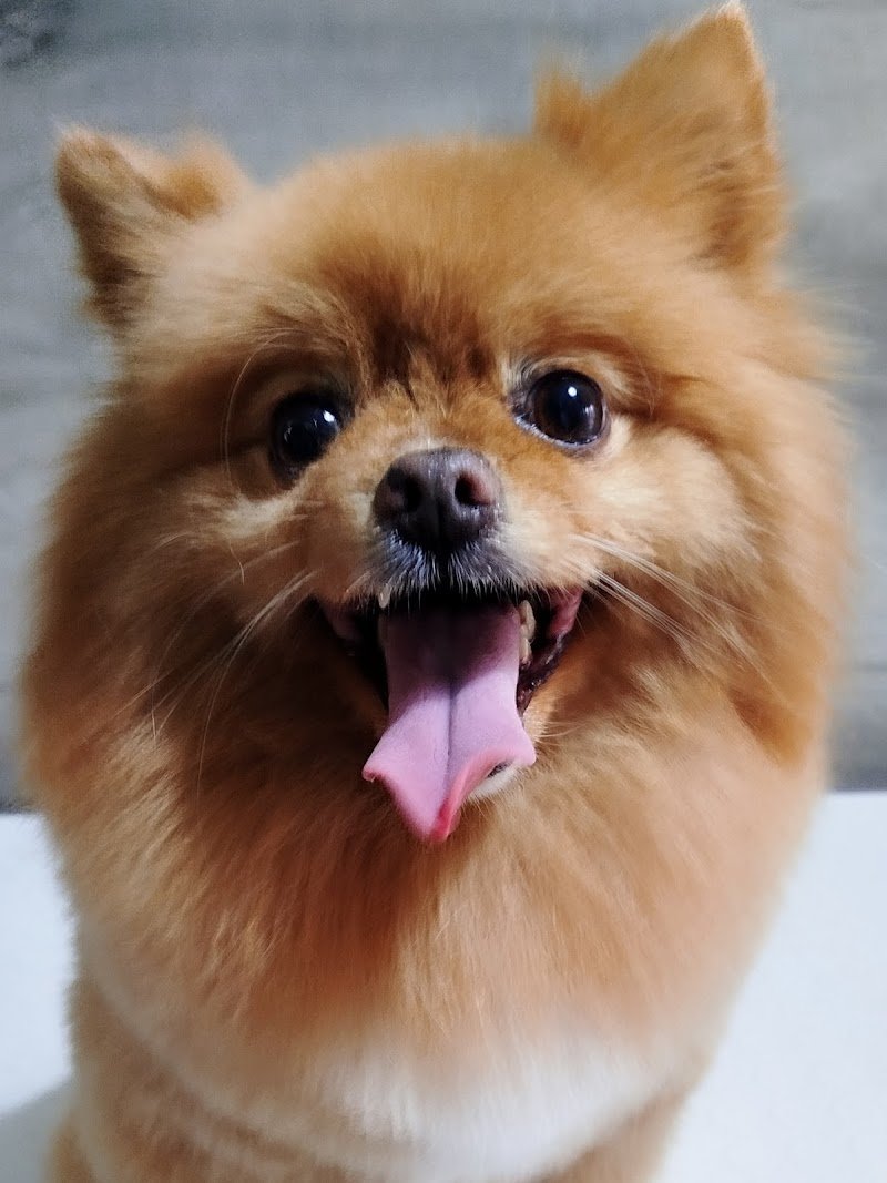 MIS Toelettatura e SPA - Foto 2