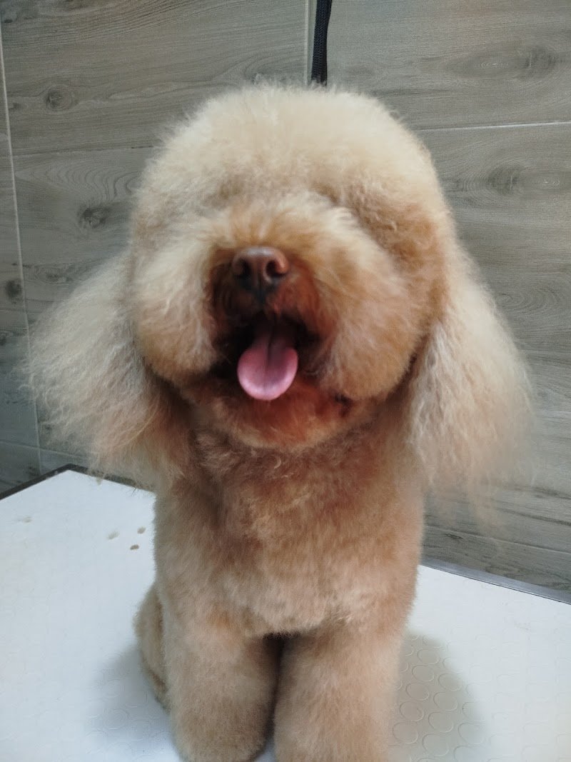 MIS Toelettatura e SPA - Foto 3