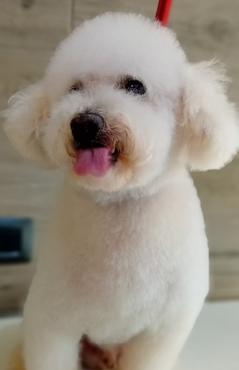 MIS Toelettatura e SPA - Foto 4