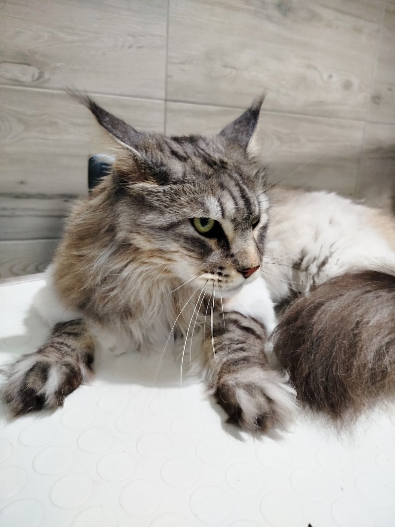 MIS Toelettatura e SPA - Foto 5