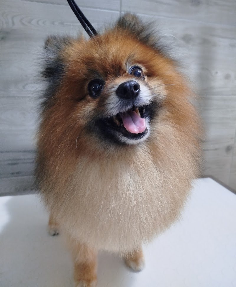 MIS Toelettatura e SPA - Foto 6